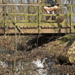 mastersbuttcat: mastersbuttcat: a walk through the forest with…