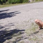 Caroline goes out for flashing