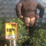 Curvy MILF Flashes Her Bare Ass in Public Greenhouse